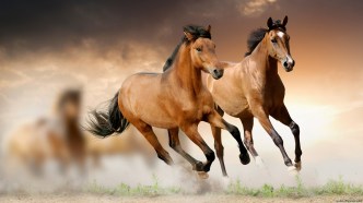 two-brown-horses-running-3840x2160