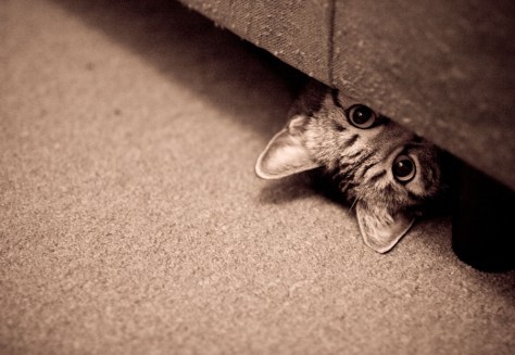 cat-looking-from-under-the-bed